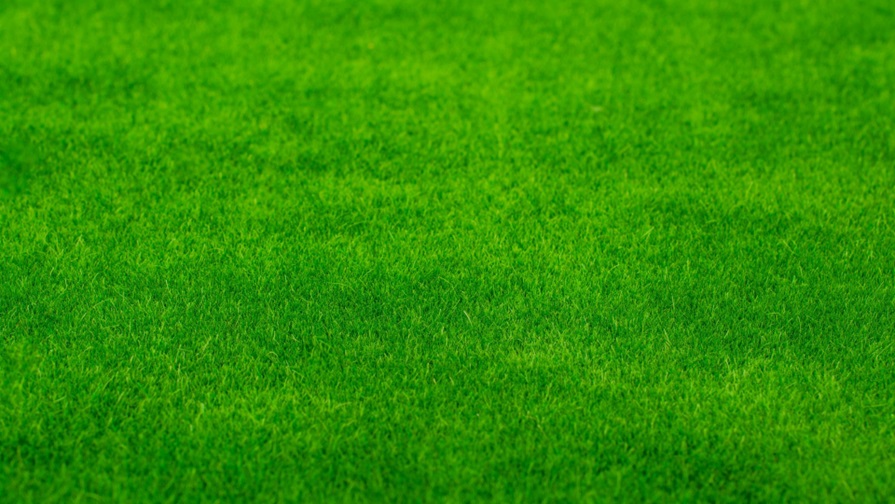 Top 6 Tips for Growing Grass in Shady Areas My Upscale Home